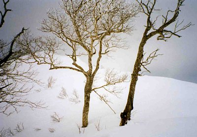 三田原山のダケカンバ。