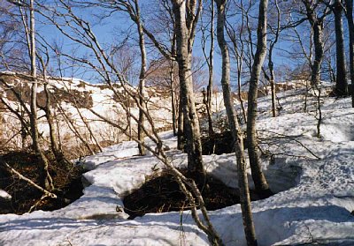 別当出合から尾根に登りあがり、ブナ林を登高する。1500m付近。