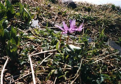 荒島岳山頂は片栗のお花畑。