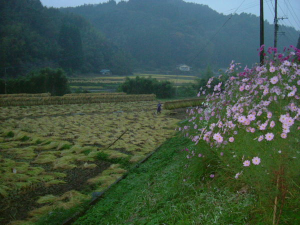 コスモスの咲く道を神原へ。里は稲刈りの真っ最中だ。