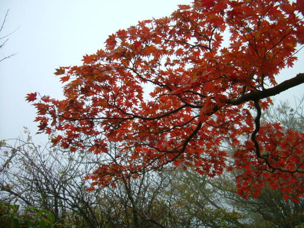 稜線の紅葉。