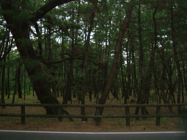 どこまでも続く虹ノ松原。