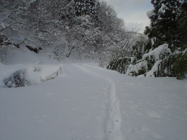 金糞岳が目標でしたが、あまりの積雪に断念。静かな雪上ハイク（深雪ラッセル？）を楽しみました。