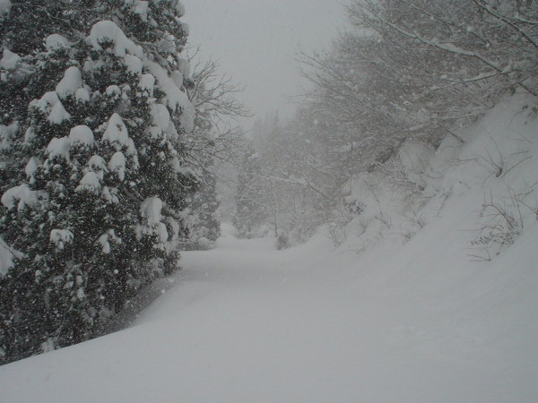 雪に埋もれる鳥越林道。