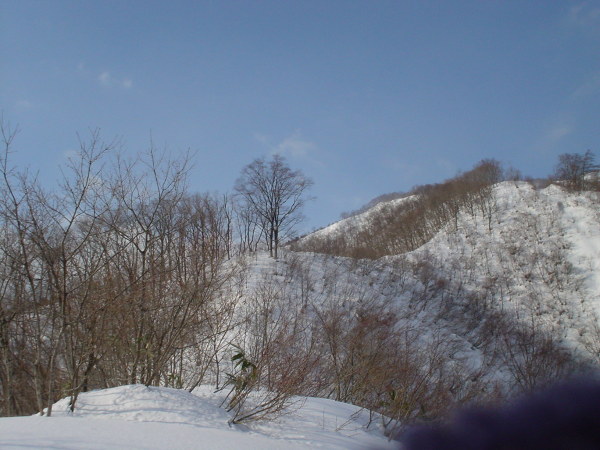 北尾根支尾根下部、ヤブがうるさい。