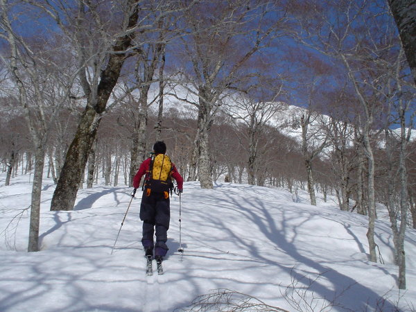 美しいブナの疎林を登る。