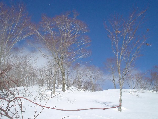 開けたダイレクト尾根を登る。