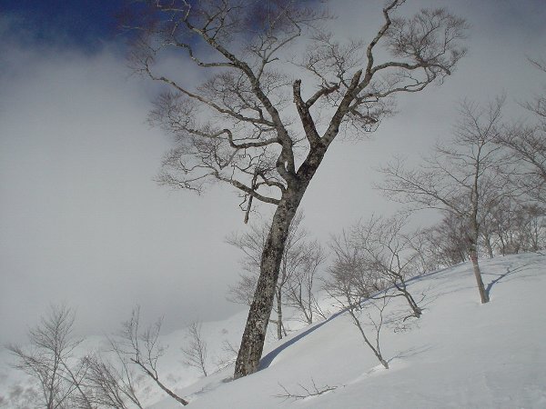 ダイレクト尾根で見つけたブナの大木。
