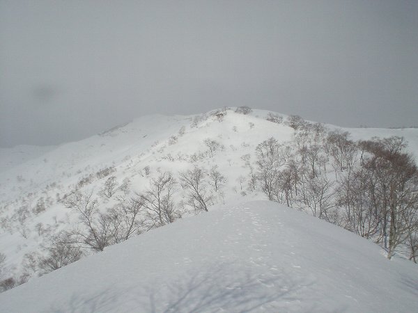 ダイレクト尾根上部から望む野伏ヶ岳山頂。