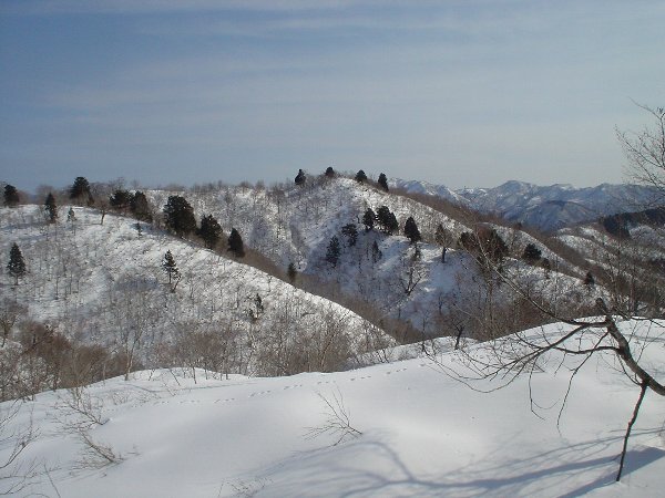 杉の大木が点在する杉山山頂。