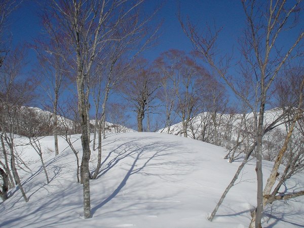 開放的な尾根を登る。