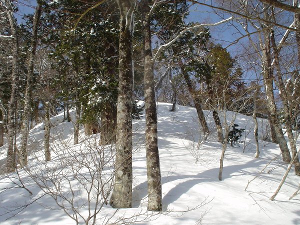 支尾根上部になると開けてくる。