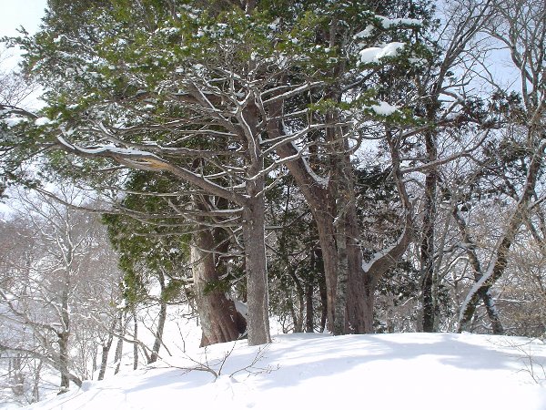 稜線はブナや杉の大木が居並ぶ。