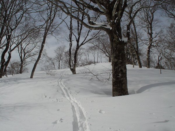 ブナのブロムナード。