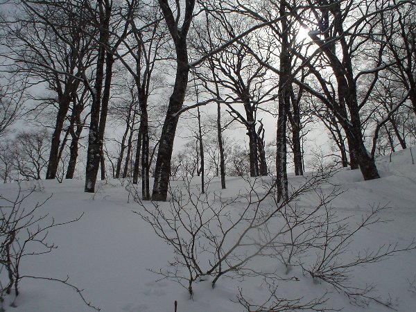 ブナ林の滑降。