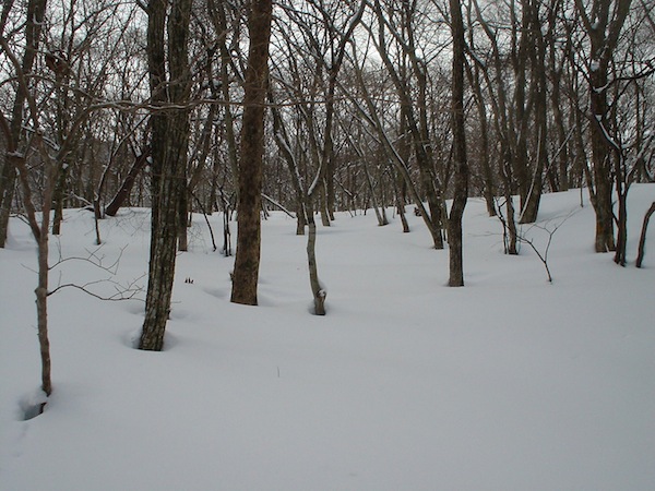 コグルミ谷上部。