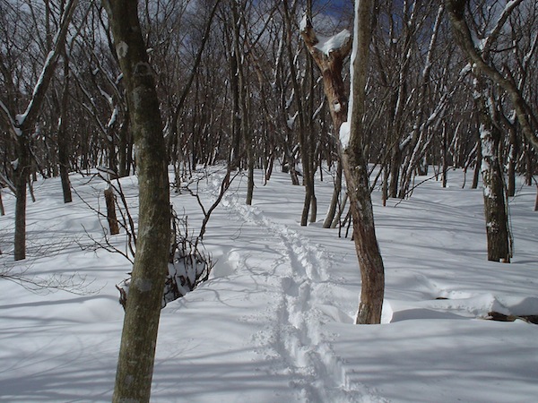 北東尾根を登高する。