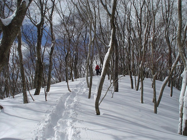 この尾根はヤブが多く滑降向きではない。