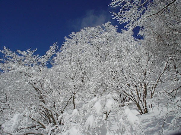 御池岳への鞍部（1060m）。
