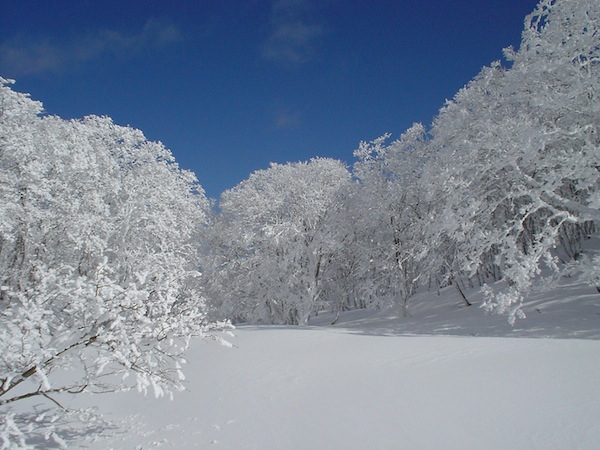 稜線上の広場（1200m）。