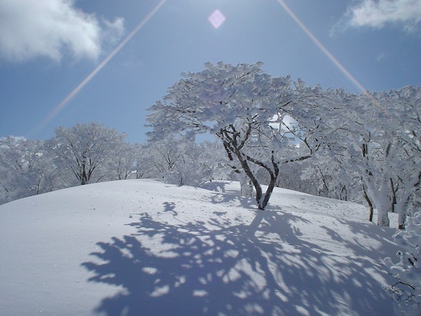 御池岳山頂直下。