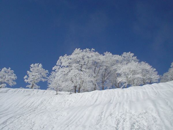 高鷲スノーパークのゲレンデ上部は霧氷が綺麗でした。