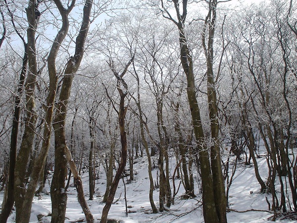 奥の畑谷の霧氷。