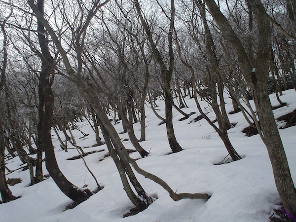 北尾根東側斜面。少しスキーで遊ぶ。