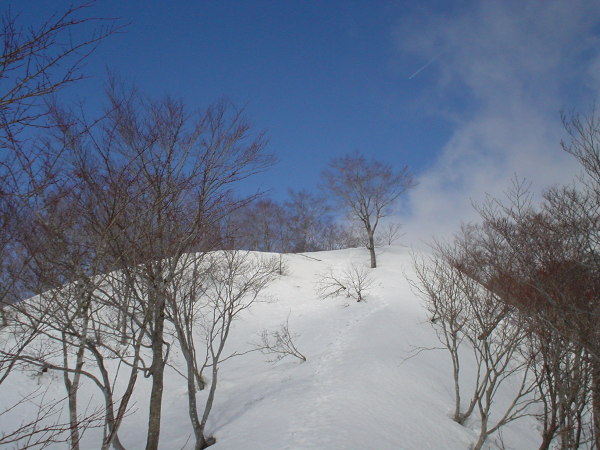 稜線を目指し尾根を登る。