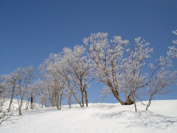前山上部は霧氷の並木道。