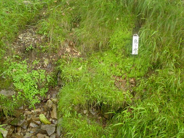 鳥の水の水場。