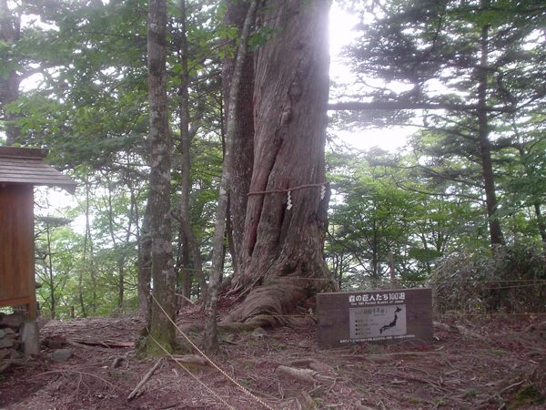 持経ノ宿付近の桧の巨木。