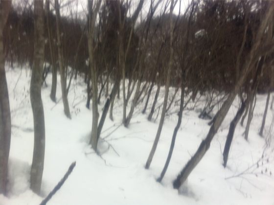 丁子山下部はヤブがひどい。