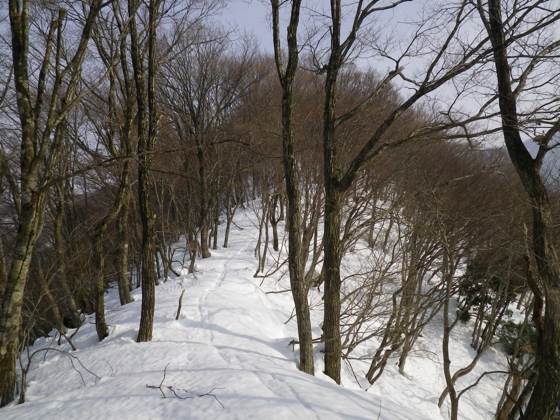 横山岳北西尾根、410m付近。ヤブっぽい尾根。 