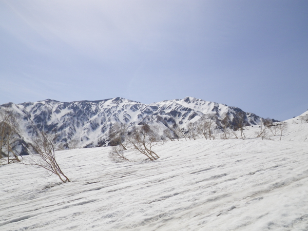 雪崩に磨かれた火打山北面。
