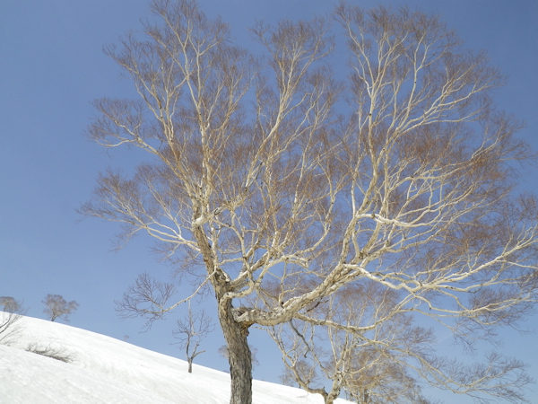 1700m付近の白樺。
