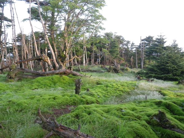 弥山川沿いの双門コースをたどり、苔むす緑の山脈・弥山、八経ヶ岳を登ってきました。