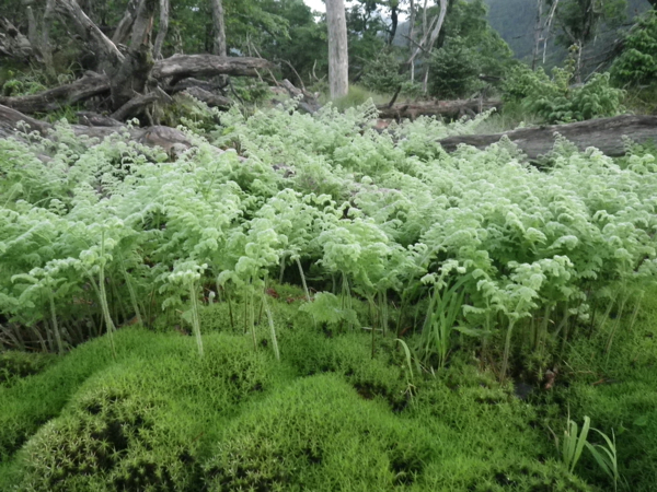 苔とシダの庭園。