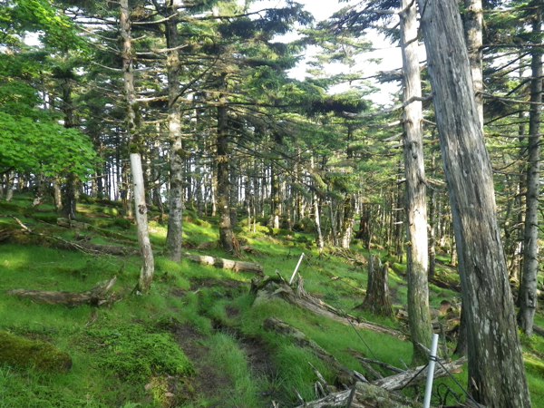 シラビソとトウヒの尾根道。