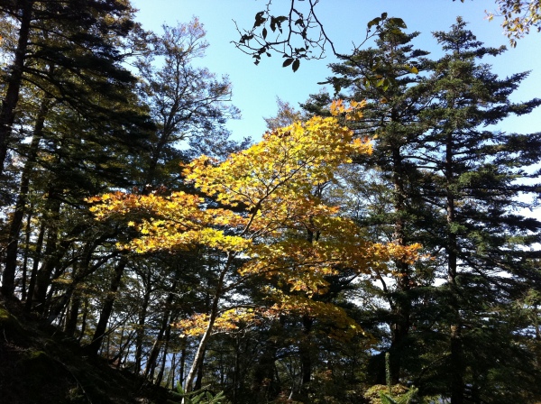 頂仙岳付近の紅葉。