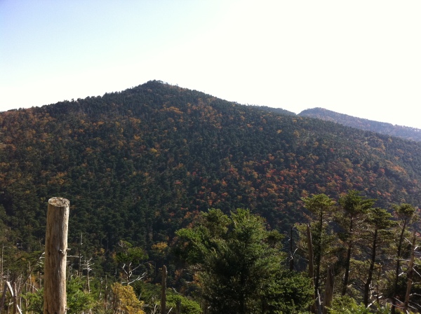 弥山から望む八経ヶ岳山腹の紅葉。頂上付近の紅葉はもう終わっている。