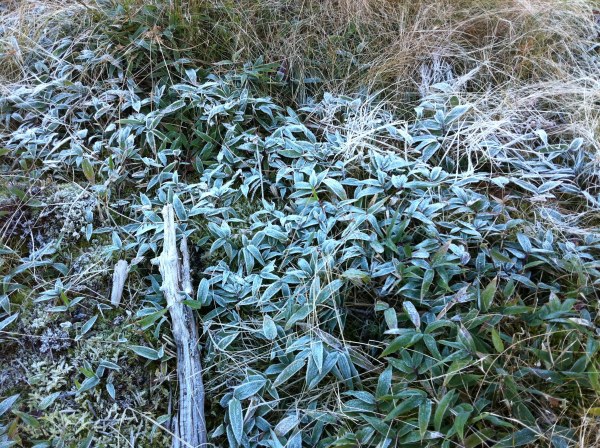 地面にはびっしりと霜が降りた。