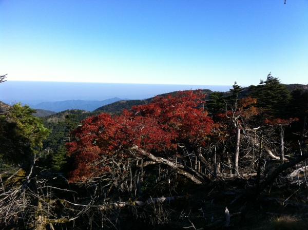 稜線の紅葉。
