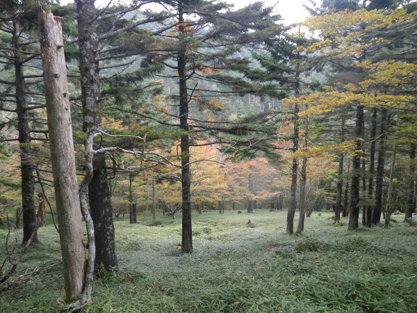 林床には笹が茂る。