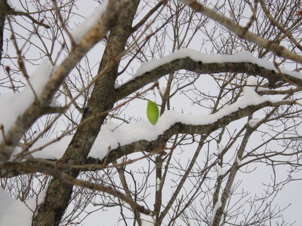 何かのサナギ？