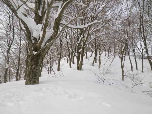 ブナの尾根を登る。900m付近。