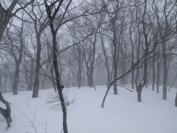 奥伊吹スキー場上部の静かなブナ林。