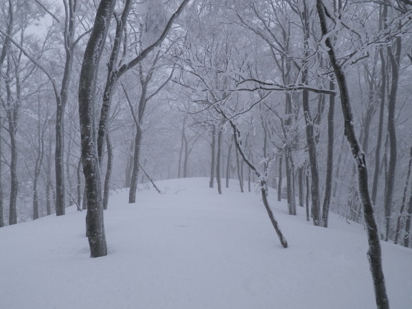静かなブナ林で粉雪の滑降を楽しみました。