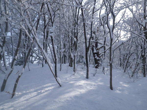 尾根下部はヤブっぽいが滑れないことはない。
