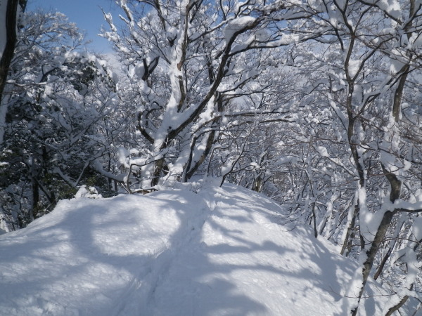 やせ尾根部分はヤブがひどく通過に苦労する。